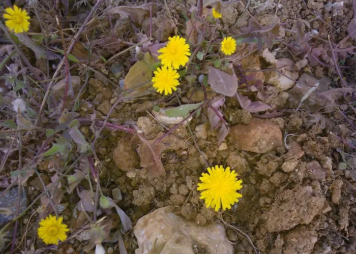伊维多科亚公寓 * Platis Gialos (Sifnos)