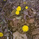 Evdokia * Platis Gialos (Sifnos)
