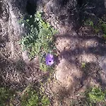 Evdokia *