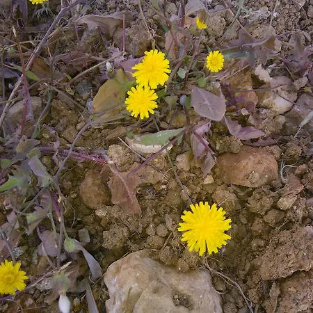 Evdokia * Platis Gialos (Sifnos)